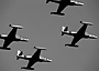 t33